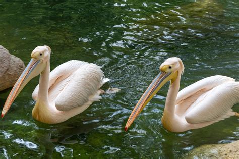 Pelícanos Aves Animales Fauna - Foto gratis en Pixabay 