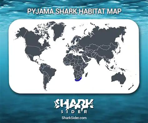 Pyjama Shark – Facts, Size, Behavior, Diet, Pictures