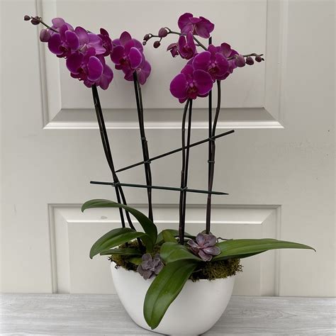 Mini Orchid Pink Purple Double Phalaenopsis Davenport