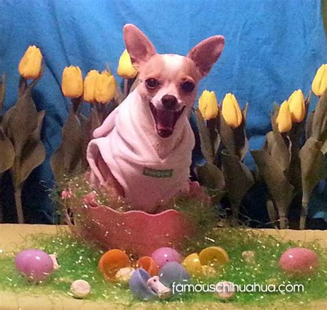 Happy Easter Enjoy Our Gallery Of Chihuahuas Dressed Up In Easter