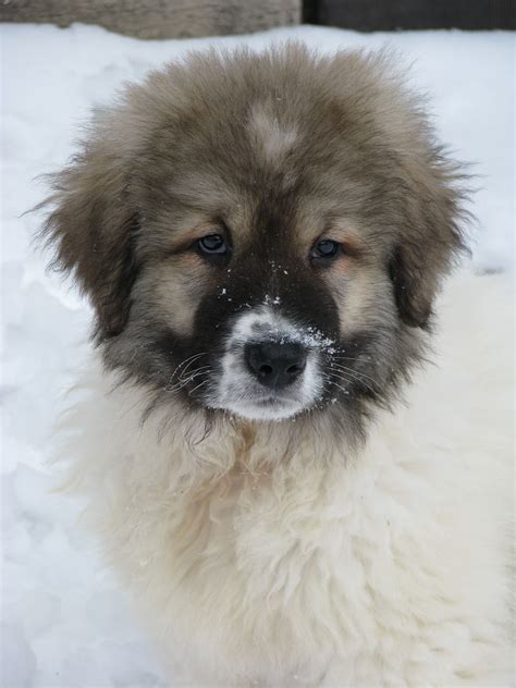 Caucasian shepherd vs tibetan mastiff breed differences similarities