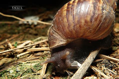 MamathitaM: Siput Babi / Achatina fulica / Snail