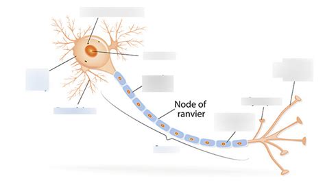 Quiz 8 Neurons And Neuroglia Diagram Quizlet