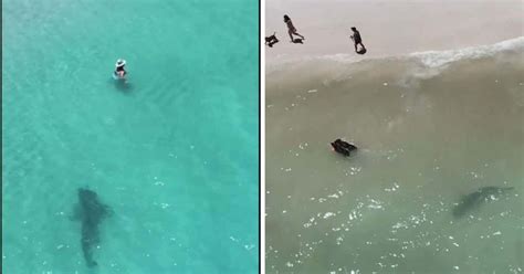 Terrifying Drone Video Shows Tiger Shark Charging At Unaware Swimmers