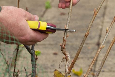 How To Take Hardwood Cuttings Thrive