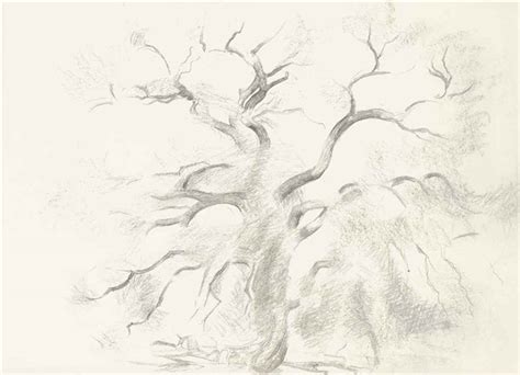 Untitled Cottonwood Tree by Georgia O'Keeffe on artnet