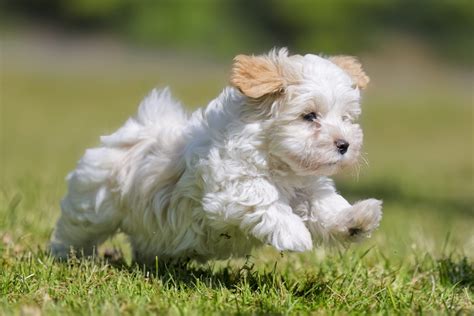 20 of the Cutest White Dog Breeds | Reader's Digest