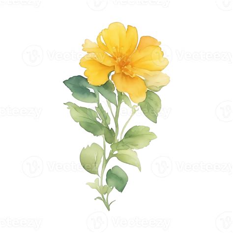 Yellow Flower Watercolor 27201398 Png