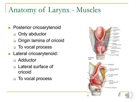 Anatomy Of Larynx Ppt