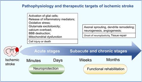 Gene Therapy Of Adenoassociated Virus AAV Vectors In Preclinical