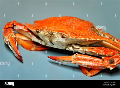 Cartoon Crabs Hi Res Stock Photography And Images Alamy