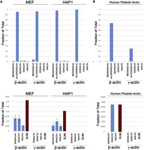 Differential N Terminal Processing Of Beta And Gamma Actin Iscience