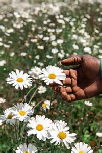 Deadliest Flower In The World