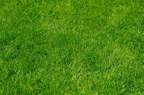 Royalty Free Photo Green Grass Lawn Pickpik