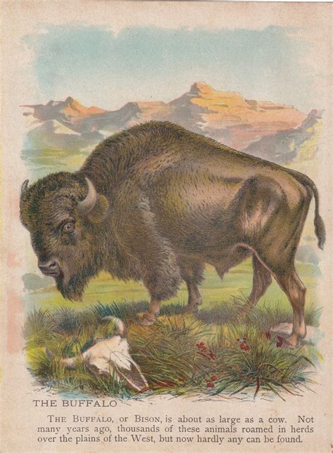 American Buffalo Bison Western Art Antique Lithograph Buffalo Art Print