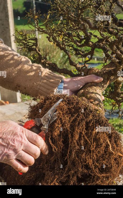 Chinese Elm Ulmus Parviflora Old Bonsai Cutting Roots To Repot The