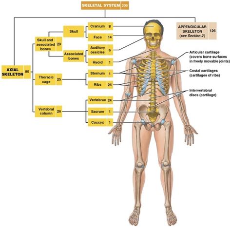 Chapter The Skeleton Flashcards Quizlet