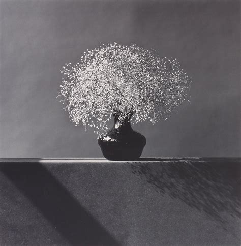 Untitled From The Series Flowers Robert Mapplethorpe 1983 Image Of The Day