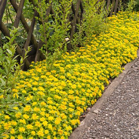 Yellow Sedum