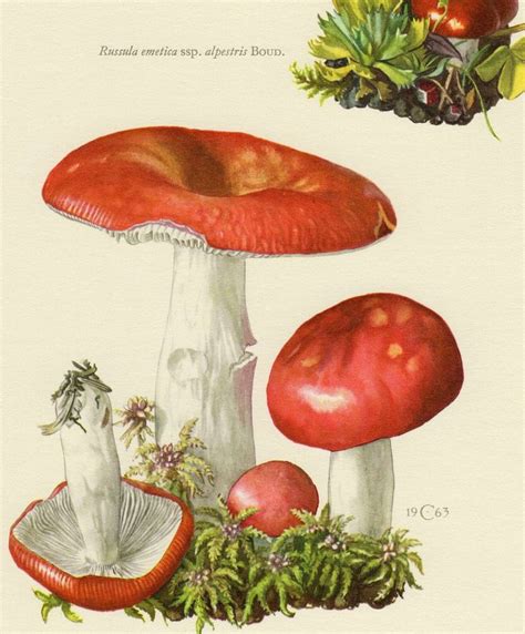 Vintage Mushroom Art 2 Four Botanical Prints Natural Etsy Canada