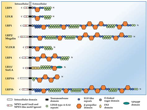 IJMS Free Full Text Low Density Lipoprotein Receptor Related