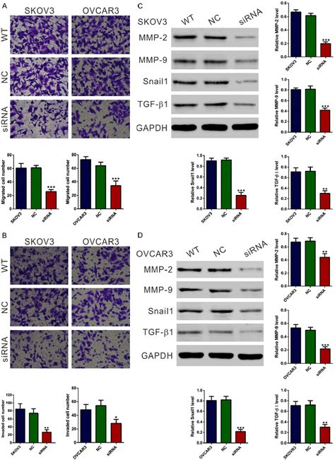 Figure 5 From Silencing Of The Long Non Coding RNA NEAT 1 Suppresses