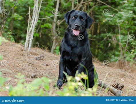 黑拉布拉多猎犬被混合的品种狗 库存图片 图片 包括有 蓝色 伯尔尼 控制 照片 大使 混杂 四四方方的 83675799