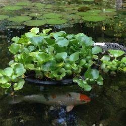 Pond Plants To Control Algae Balance Your Water Garden Pond Plants