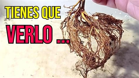 Trasplante Fuera De Fecha Bonsai Youtube