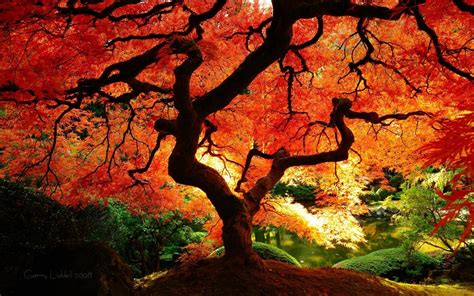 Autumn Japanese Wallpapers - Wallpaper Cave