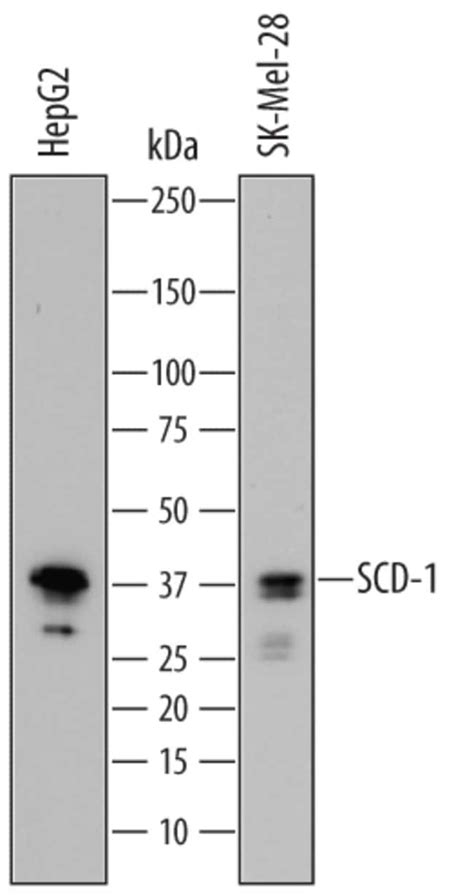 Human Scd 1 Antibody R D Systems 100μg Unlabeledantibodies