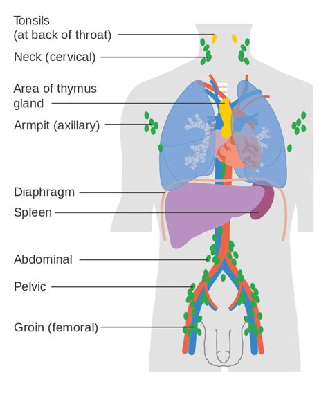 Diffuse Large B-Cell Non-Hodgkin Lymphoma Diagnosis