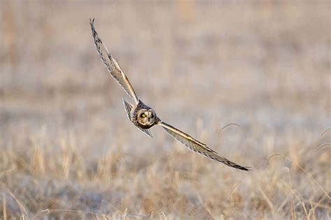 Marais Des Cygnes National Wildlife Refuge Kansas Volunteer