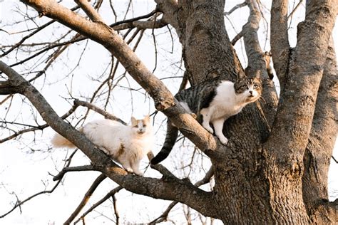 4,287 Cats Hiding Trees Royalty-Free Photos and Stock Images | Shutterstock