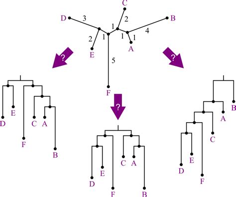 Phylogenetic Trees