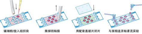 三通道3d灌流载玻片 80371 80376科夷生物科夷生物