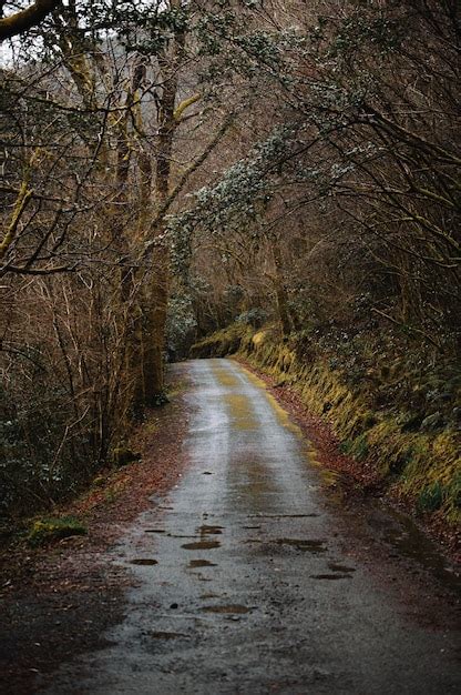 Premium Photo Empty Narrow Dirt Road Running Through Leafless Thick