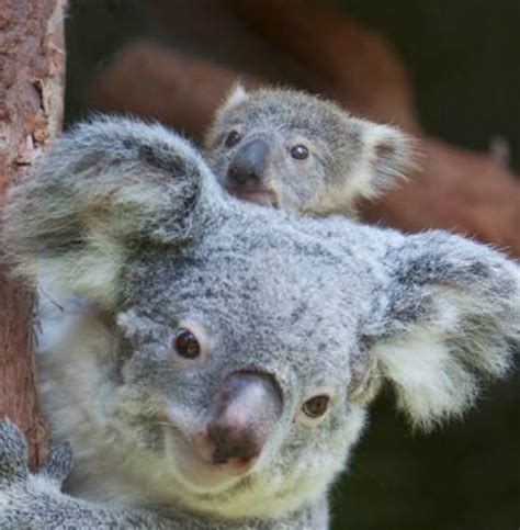 Koala Joey Hitches a Ride at Riverbanks Zoo - ZooBorns