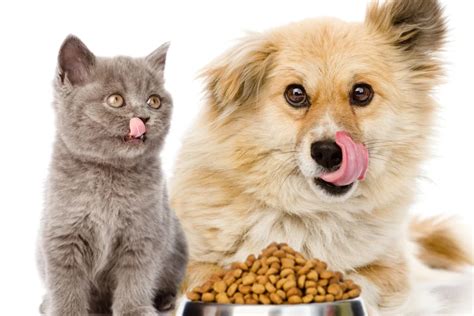 Why Is My Dog Eating Cat Food? Best 5 Reasons - Perfect Cat Food