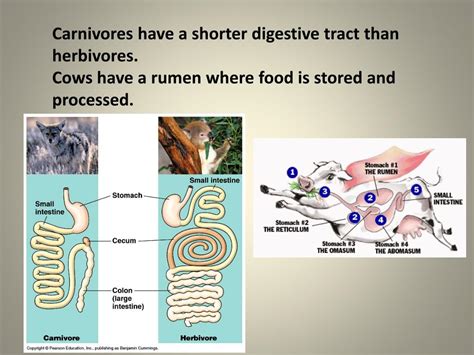 Ppt Class Mammalia Powerpoint Presentation Free Download Id2142398