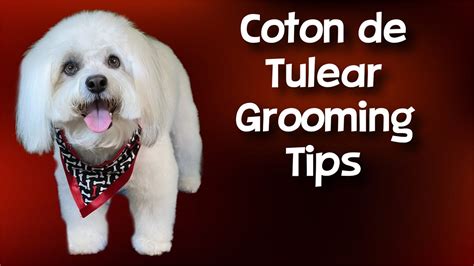 Coton De Tulear Grooming Tips YouTube