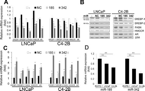 Figure From Microrna And Inhibit Tumorigenicity And Induce