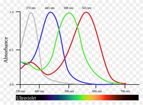 Tetrachromacy Clipart (#3895014) - PikPng