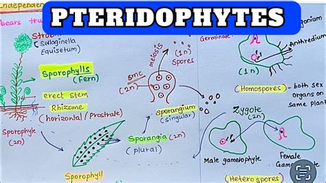 Pteridophytes Complete Notes With Life Cycle And Examples Easy