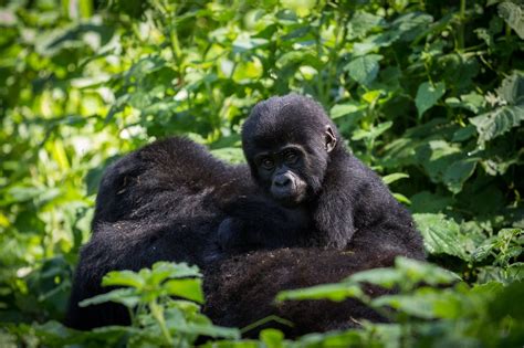 mountain gorilla adaptations environment survival traits