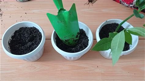 How To Propagate Money Tree Or Money Plant From Seeds Youtube