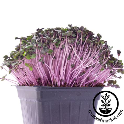 Red Cabbage Microgreens Seeds | Micro Greens Seeds - Red Cabbage | True