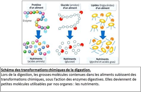 Sciences de la Vie 5éme thème2 Ch1