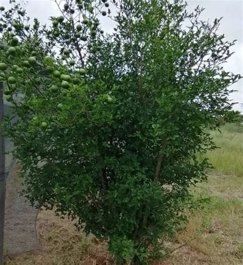 Planted Indigenous Tree Species – Green Habitat Botswana