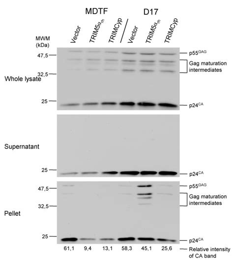 Fate Of Capsid Assay Mdtf Or D Cells Expressing Trim Rh Or Trimcyp